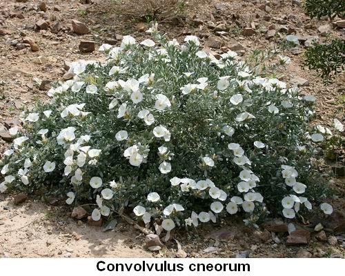 Convolvulus cneorum.jpg